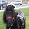 Come ride a Pirate Pony at the Pony and Pumpkin Festival. See you there ~ Dazzle