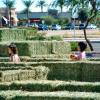 Searching for the perfect pumkpin iin the hay maze