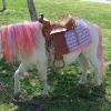 Meet a real My Little Pony